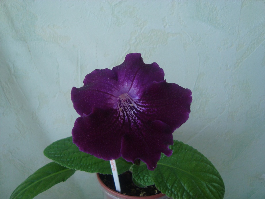 DSC06980.JPG