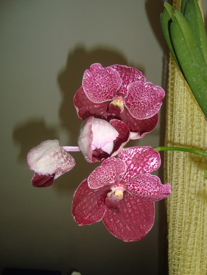 DSC07090.JPG