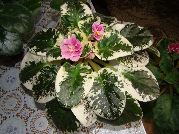 DSC07411.JPG