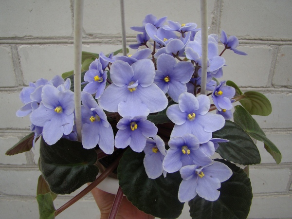 DSC08564.JPG