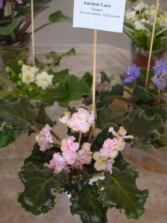 DSC09548.JPG