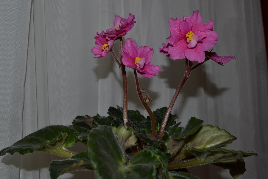 DSC_0408.JPG