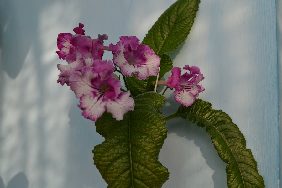 DSC_0484.JPG