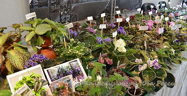 DSC_4117.jpg