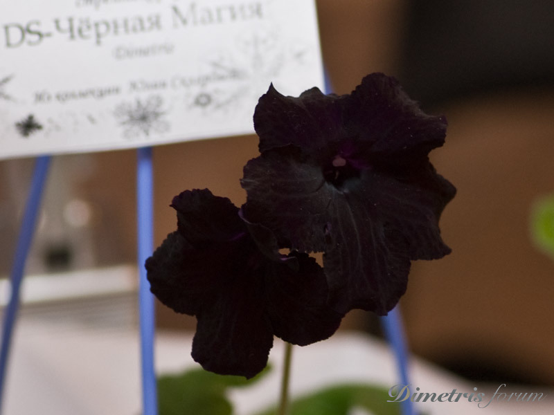 DSC_5033.jpg