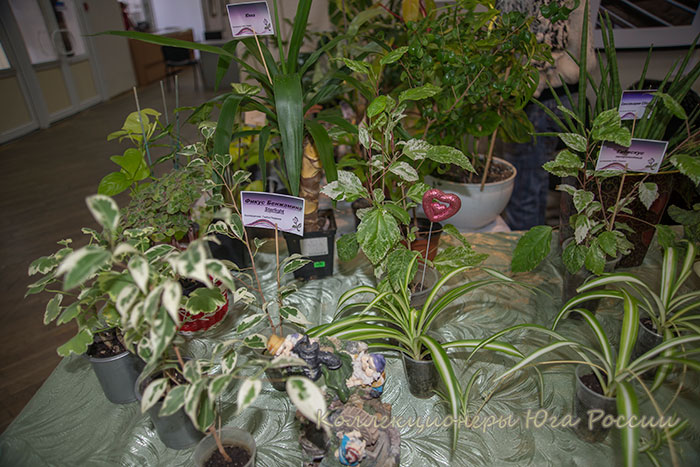 DSC_6348.jpg