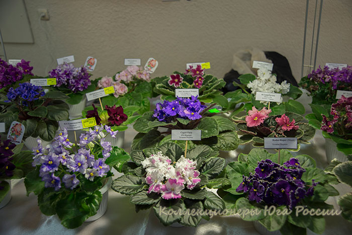 DSC_6374.jpg
