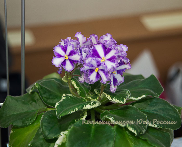 DSC_6406.jpg