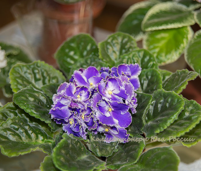 DSC_6420.jpg