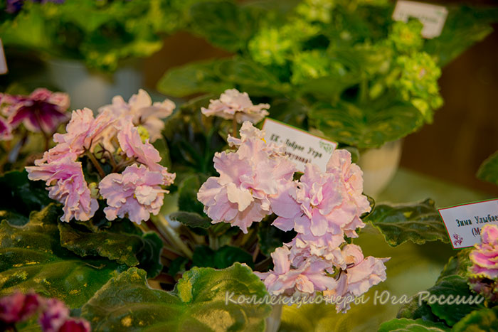 DSC_6428.jpg