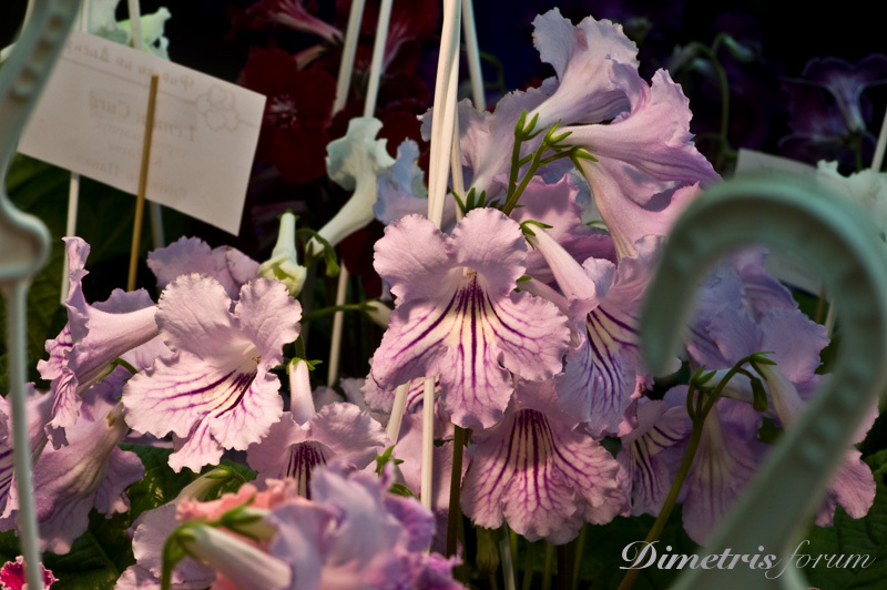 DSC_6990.jpg