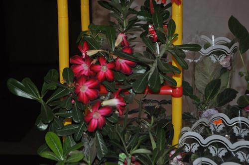 DSC_7064.JPG