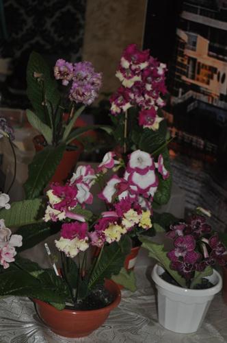 DSC_7068.JPG