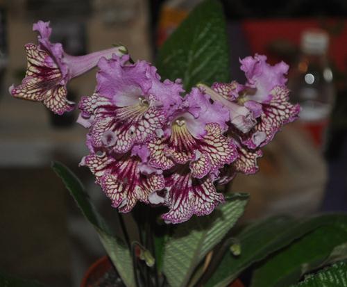 DSC_7073.JPG