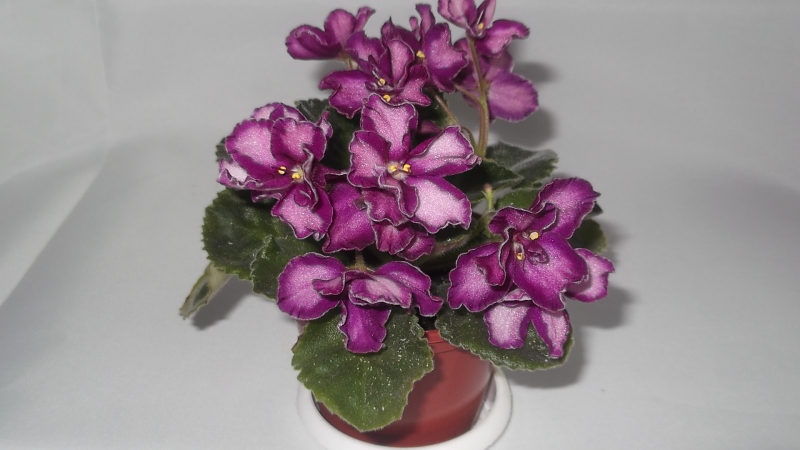 DSCF1665.JPG