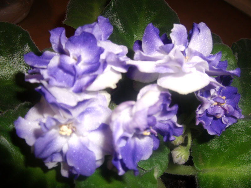 DSCF3587.jpg