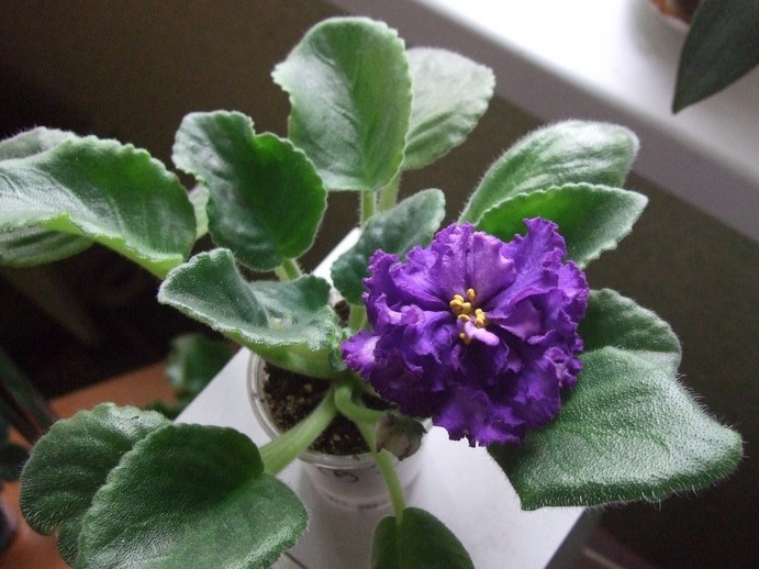 DSCF6811.JPG