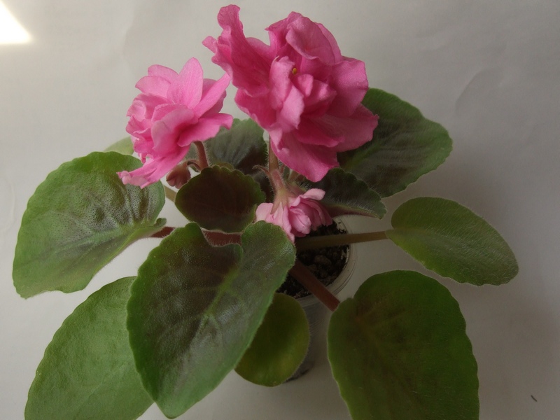 DSCF7069.JPG