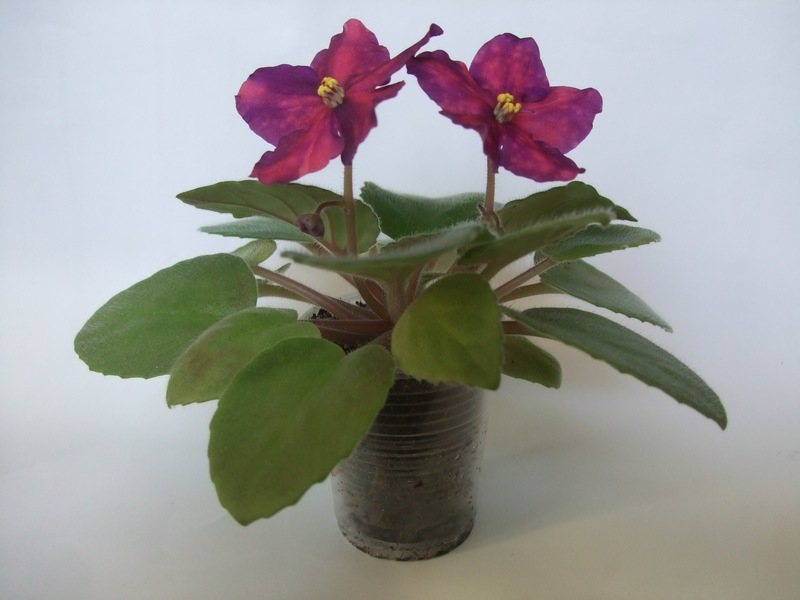 DSCF7117.JPG