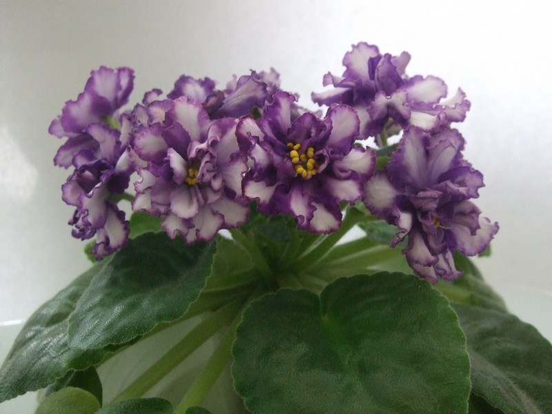 DSCF7267.JPG