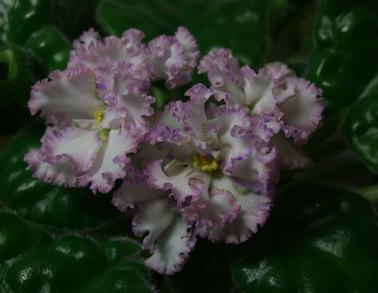 DSCF8489.JPG
