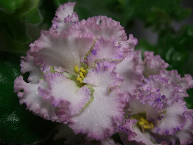 DSCF8490.JPG