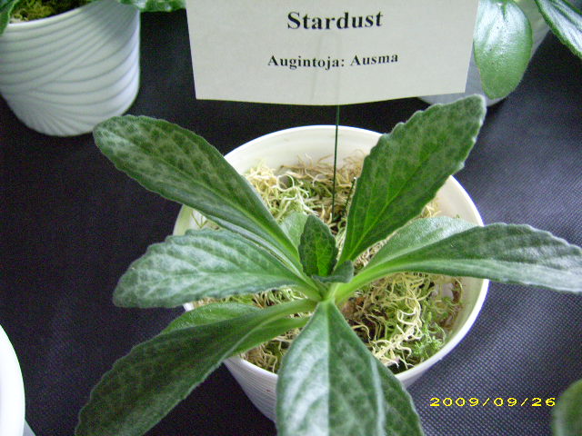 DSCI0701.JPG