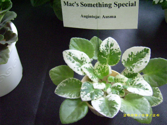 DSCI0703.JPG