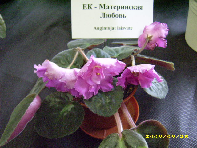 DSCI0720.JPG