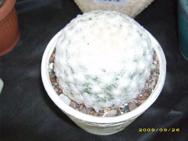 DSCI0734.JPG