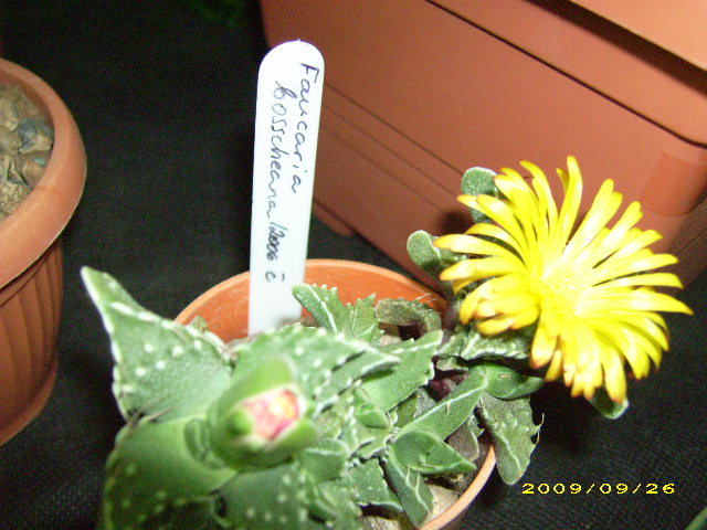 DSCI0752.JPG