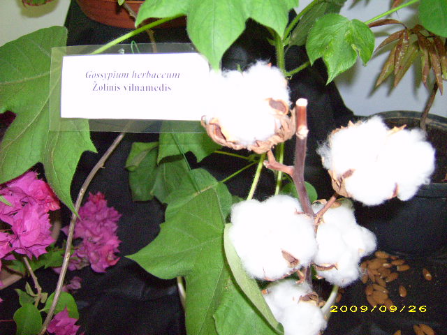 DSCI0760.JPG