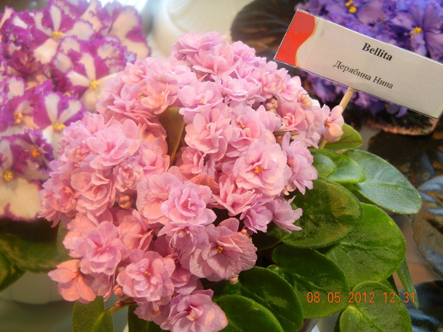 DSCN1171 (Копировать).JPG