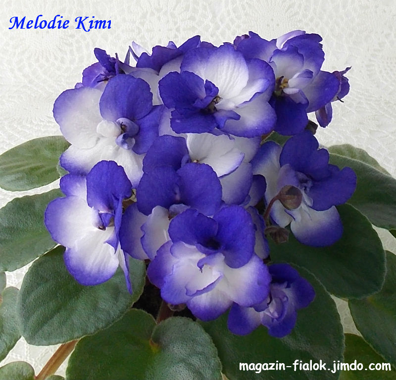 DSCN1451.jpg