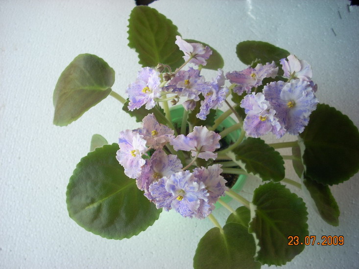 DSCN2068.jpg