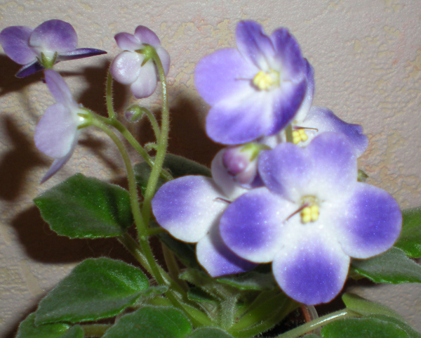 DSCN2329s.jpg