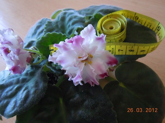 DSCN2903.JPG