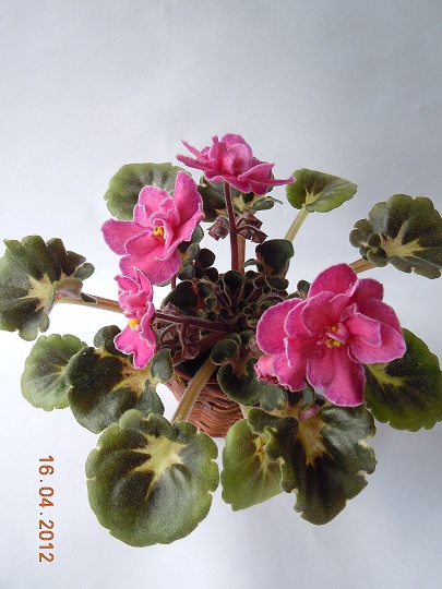 DSCN2998.JPG