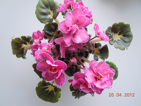 DSCN3085.JPG