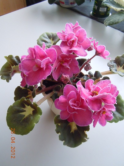DSCN3086.JPG