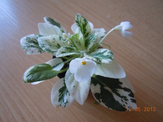 DSCN3228.JPG