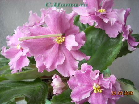 DSCN3496.jpg