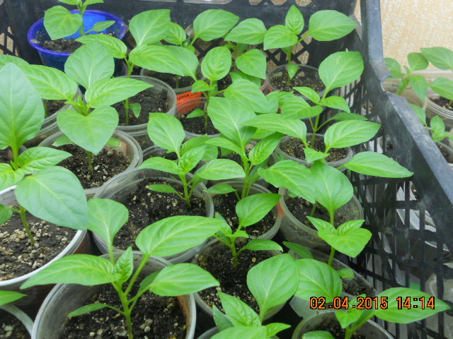 DSCN4111 Перец .jpg