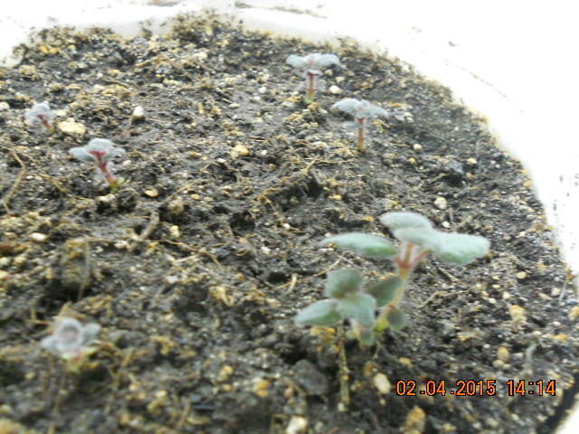 DSCN4112 Ахименес бабушкин.jpg