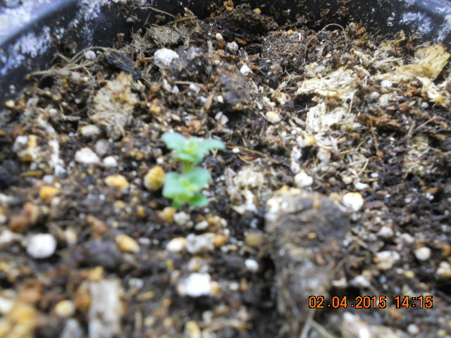 DSCN4113 Ахименес Салиба.jpg