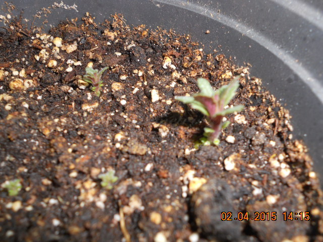 DSCN4114 Вхименес.jpg