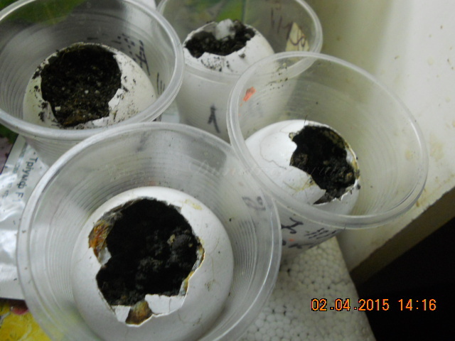 DSCN4119 огурцы в яйцах.jpg