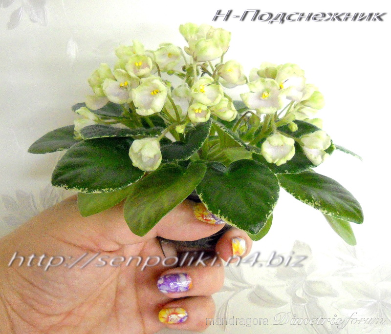 DSCN4169.jpg