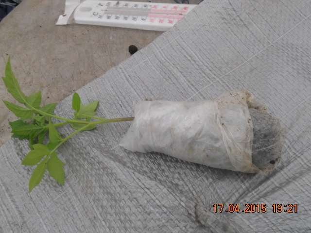 DSCN4237 Рассада опять завернула в пелёнку.jpg