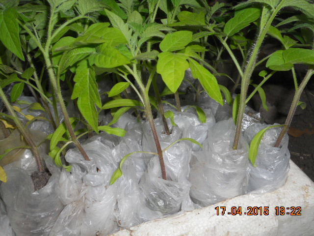 DSCN4240 стоят в ящике в пелёнках маленький ящик рассады в ящике 30 штук маленький ящик легко носить.jpg